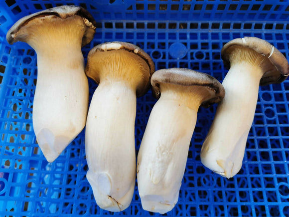 Mushrooms King Oyster